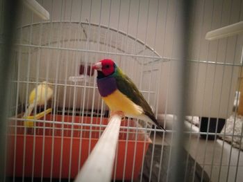 Close-up of parrot perching in cage