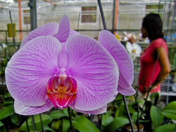 Close-up of pink orchid