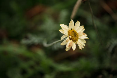 Close-up of yellow flowering plant