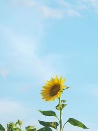 Close-up of yellow flowering plant against sky