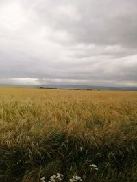 Scenic view of agricultural field against sky