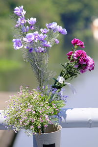 Close-up of purple flowering plant