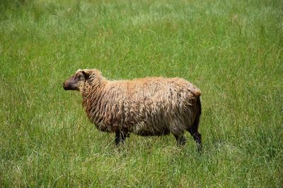 Side view of an animal on field