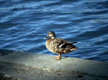 Close-up of seagull perching on water