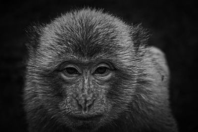 Close-up portrait of macaque