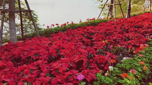 Red flowers blooming against sky