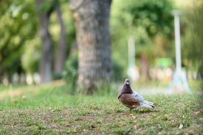 Bird on a tree