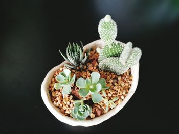 Cactus and succulent plant on flower pot