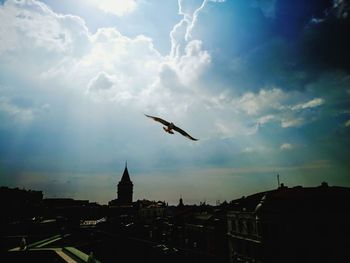 Seagulls flying over buildings in city