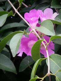 Close-up of pink flowers