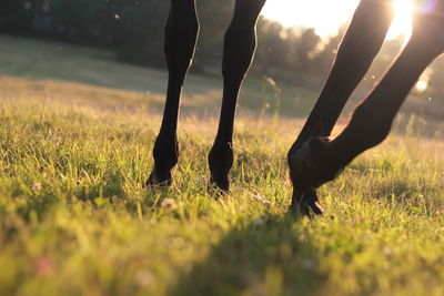 Low section of person standing on grassy field