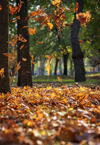 Autumn leaves falling at park