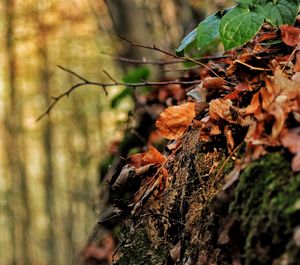 Close-up of dry leaves on tree trunk