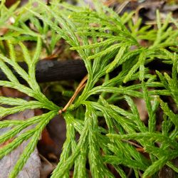 Close-up of fresh green plant