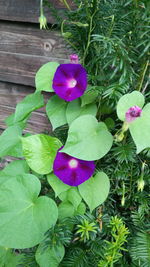 Close-up of purple flowering plant