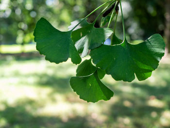 Close-up of green leaves on plant