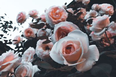High angle view of white roses