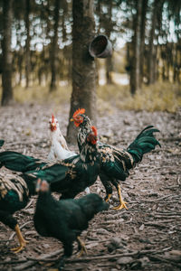 View of birds on the land