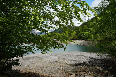 Scenic view of lake in forest against sky