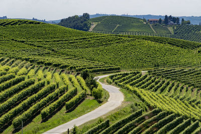 High angle view of agricultural field