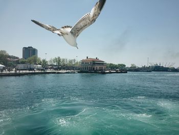 Seagull flying over water