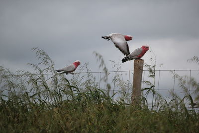 Low angle view of galahs  flying against sky