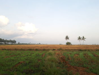 Scenic view of field against sky