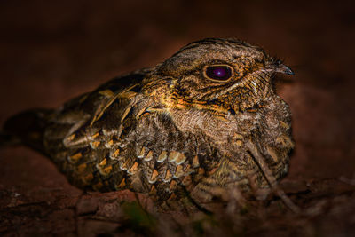 Close-up of a bird