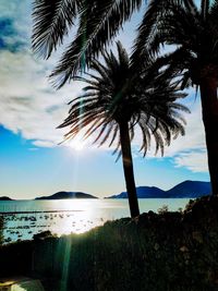 Palm trees on beach against sky