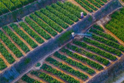 Aerial view of corn field