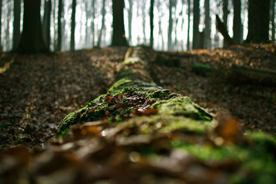 Surface level view of log in forest