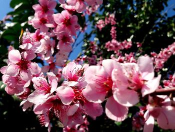 Close-up of pink flowers blooming on tree