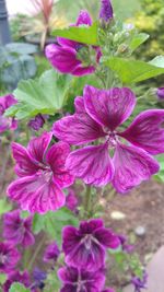 Close-up of purple flowers blooming outdoors