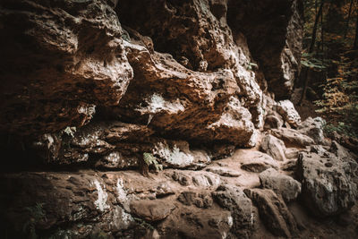 Close-up of rock formation in forest