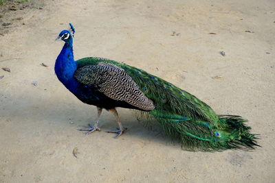 Close-up of peacock