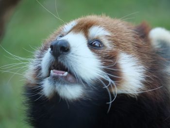 Close-up portrait of dog