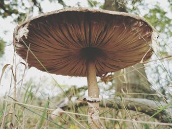 Close-up of mushroom growing on field