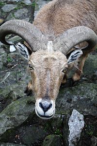 Close-up portrait of a cat