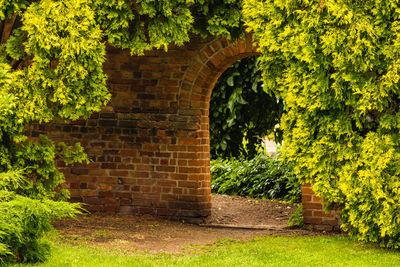 Ivy on stone wall