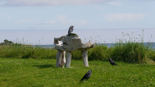 View of birds in wooden bench on land against sky