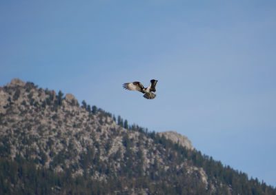 Low angle view of eagle flying against clear sky