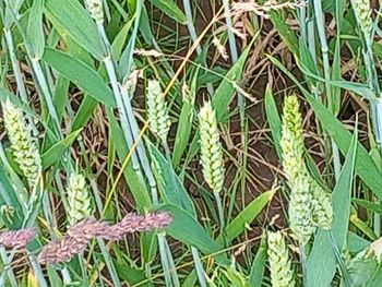 plant