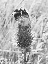 Close-up of honey bee on flower field