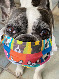 Close-up portrait of a dog