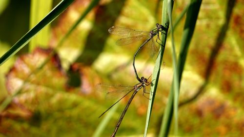 Close-up of dragonfly on plant