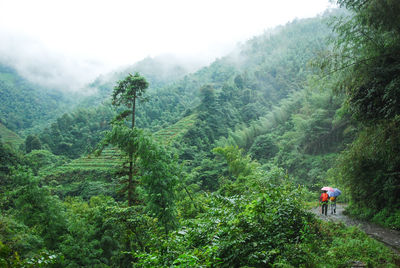 Man walking on mountain road in forest