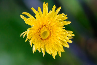 Close-up of yellow flower blooming outdoors