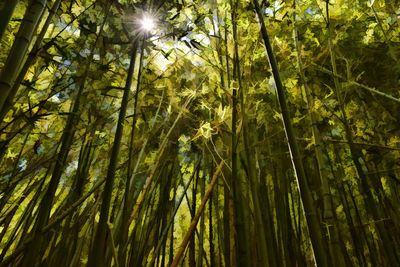 Low angle view of bamboo trees in forest