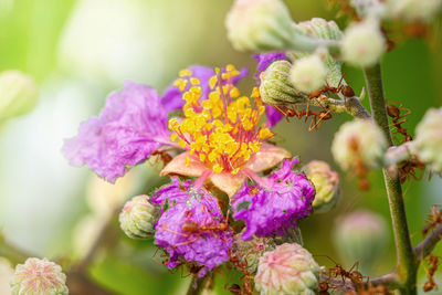 Fire ant on branch in nature ,selection focus only on some points in the image.