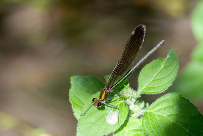 Close-up of insect on plant